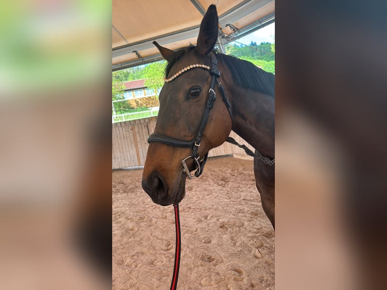 Thoroughbred Mare 14 years 16 hh Brown in Kronach