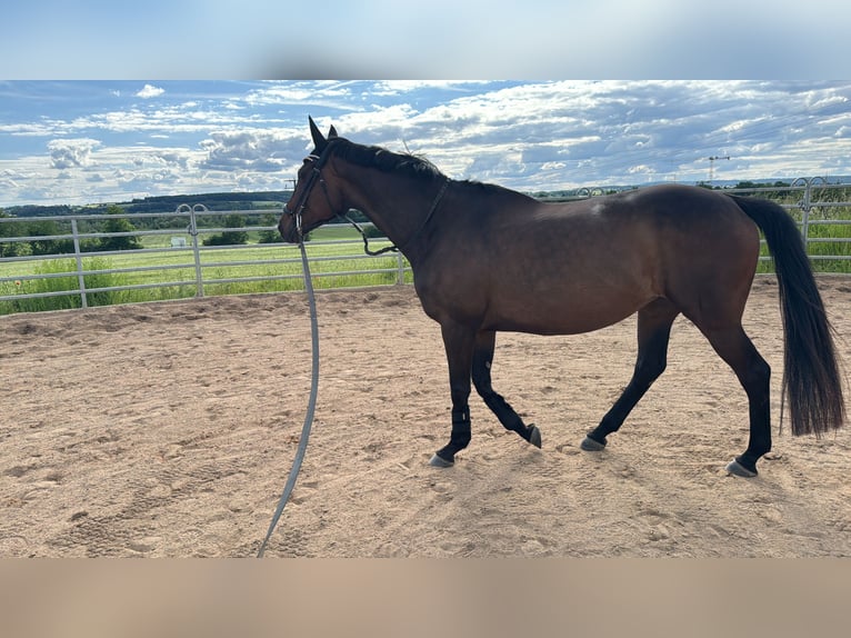 Thoroughbred Mare 14 years 16 hh Brown in Kronach