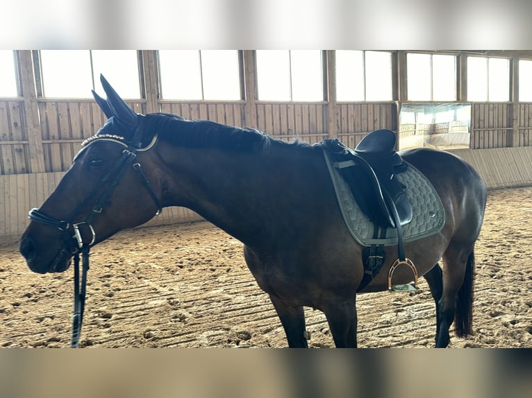 Thoroughbred Mare 14 years 16 hh Brown in Kronach