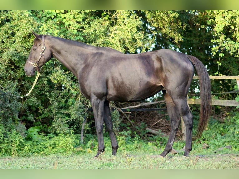 Thoroughbred Mare 14 years 16,1 hh Black in Hamburg Lemsahl-Mellingstedt