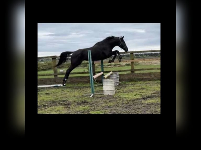 Thoroughbred Mare 14 years 17 hh Bay-Dark in Newcastle upon Tyne
