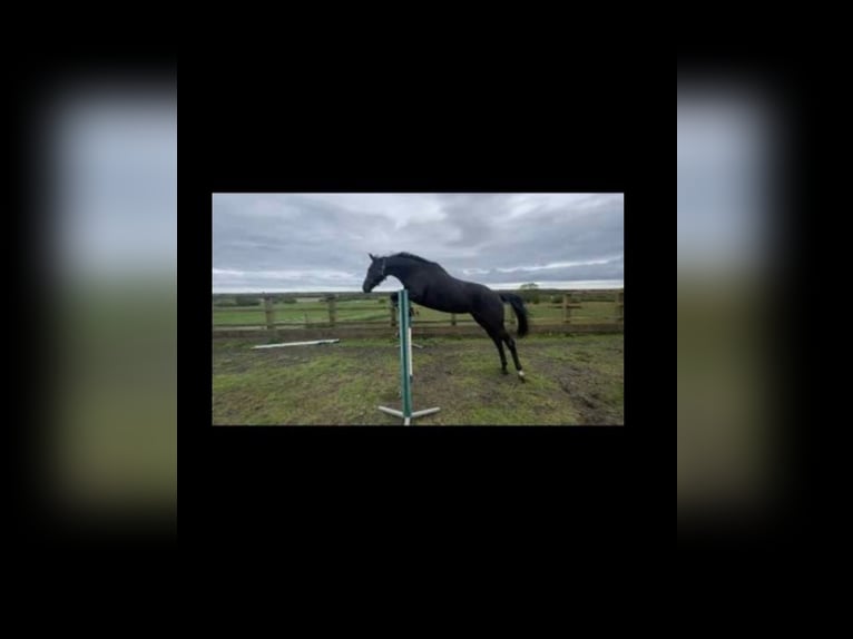 Thoroughbred Mare 14 years 17 hh Bay-Dark in Newcastle upon Tyne