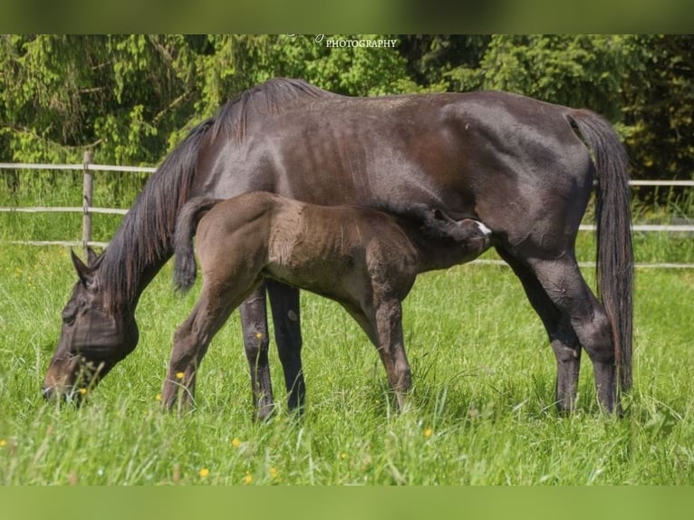 Thoroughbred Mare 14 years Black in Erbach