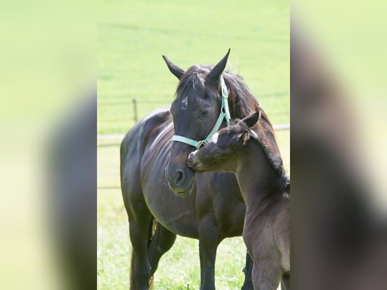 Thoroughbred Mare 14 years Black in Erbach