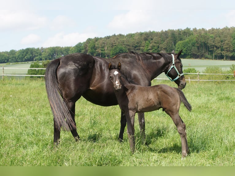Thoroughbred Mare 14 years Black in Erbach