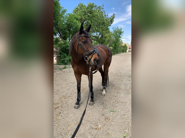 Thoroughbred Mare 15 years 15.1 hh Brown in Breitensee
