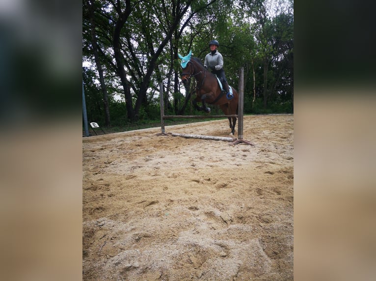 Thoroughbred Mare 15 years 15.1 hh Brown in Breitensee