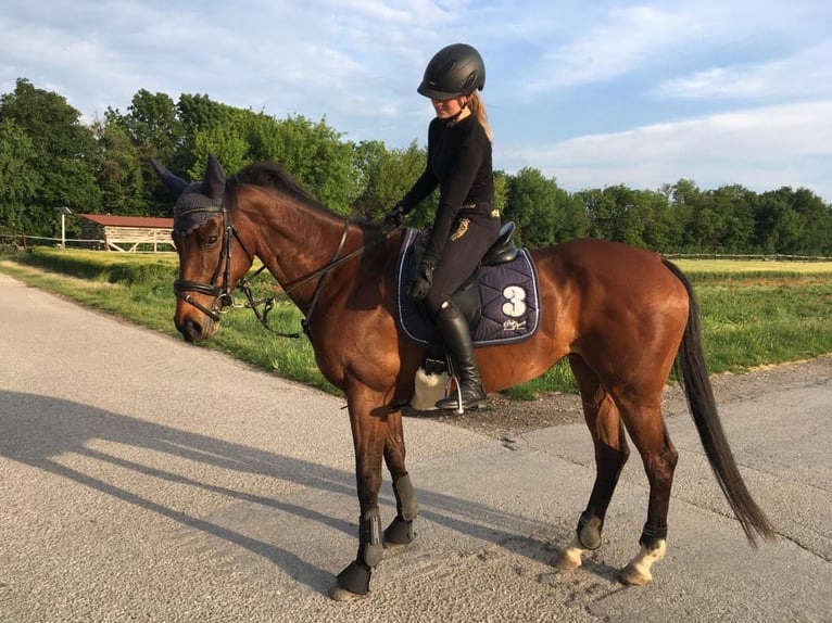 Thoroughbred Mare 15 years 15.1 hh Brown in Breitensee