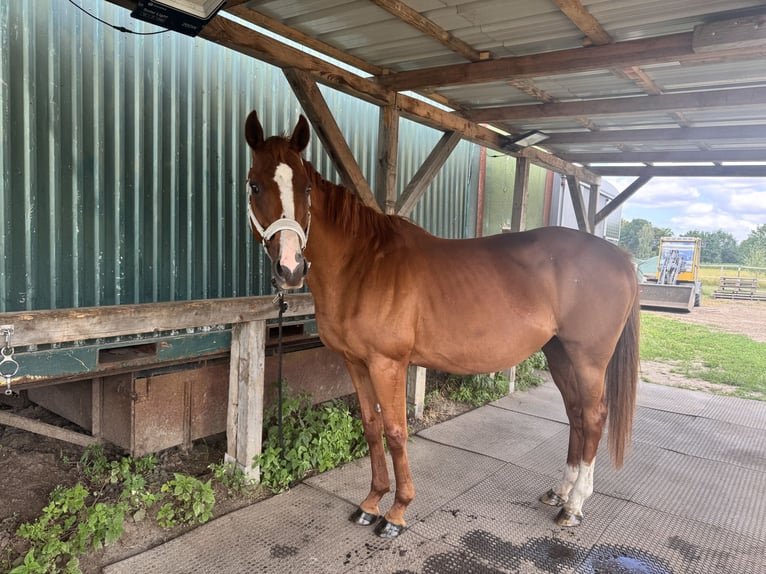 Thoroughbred Mare 15 years 15.1 hh Chestnut-Red in Zossen