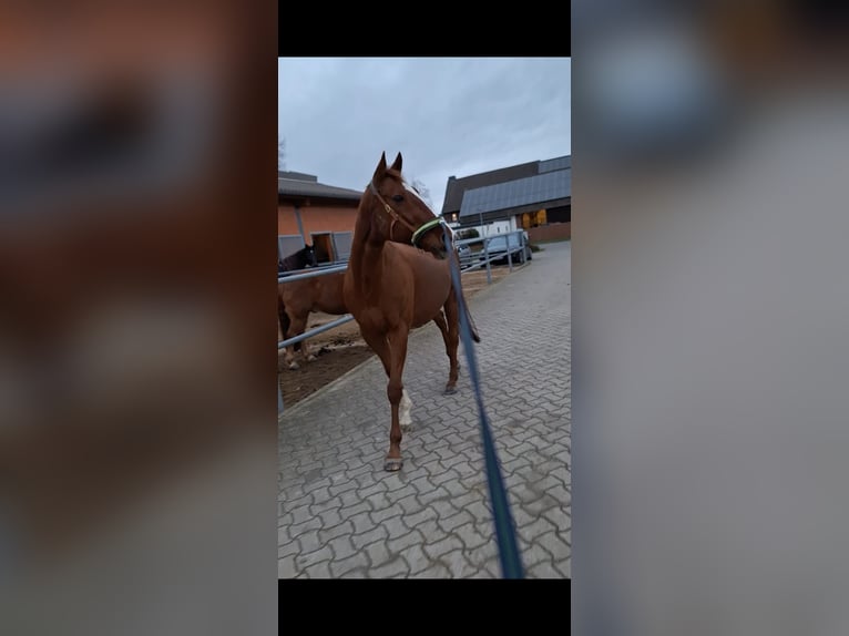 Thoroughbred Mare 15 years 15,2 hh Chestnut-Red in Braunschweig