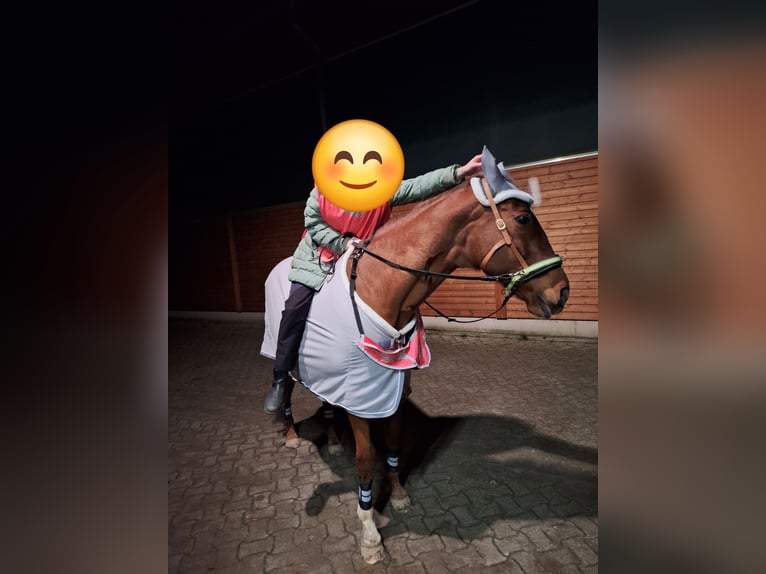 Thoroughbred Mare 15 years 15,2 hh Chestnut-Red in Braunschweig