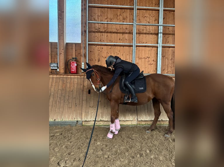 Thoroughbred Mare 15 years 15,2 hh Chestnut-Red in Braunschweig