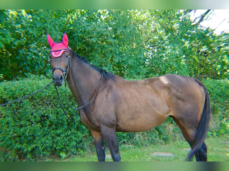 Thoroughbred Mare 15 years 16 hh Bay-Dark in Dreschvitz