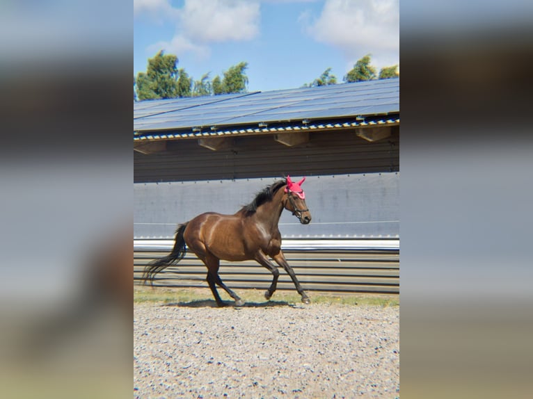 Thoroughbred Mare 15 years 16 hh Bay-Dark in Dreschvitz