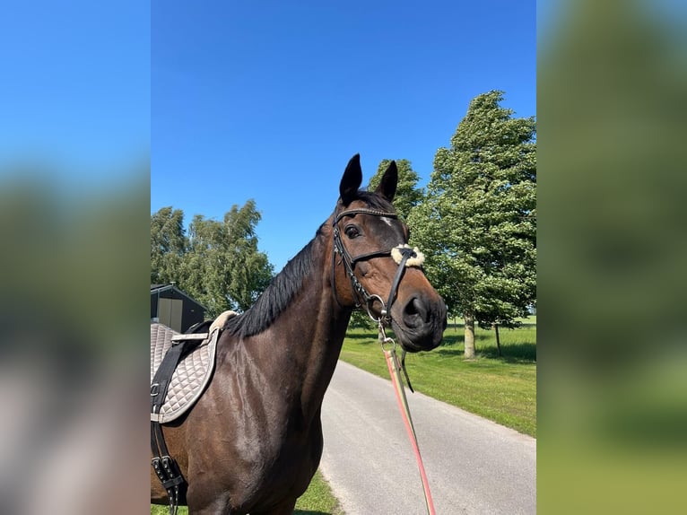 Thoroughbred Mare 15 years 16 hh Bay-Dark in Dreschvitz
