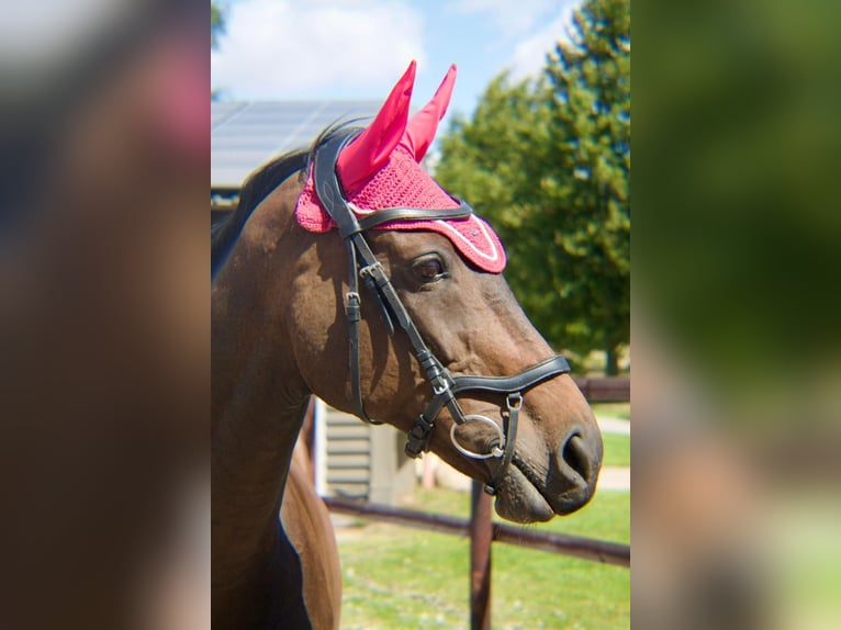 Thoroughbred Mare 15 years 16 hh Bay-Dark in Dreschvitz