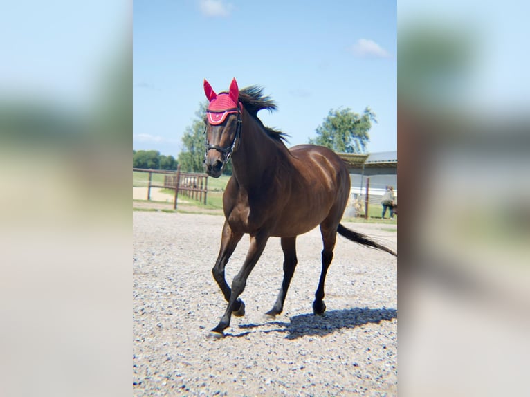 Thoroughbred Mare 15 years 16 hh Bay-Dark in Dreschvitz