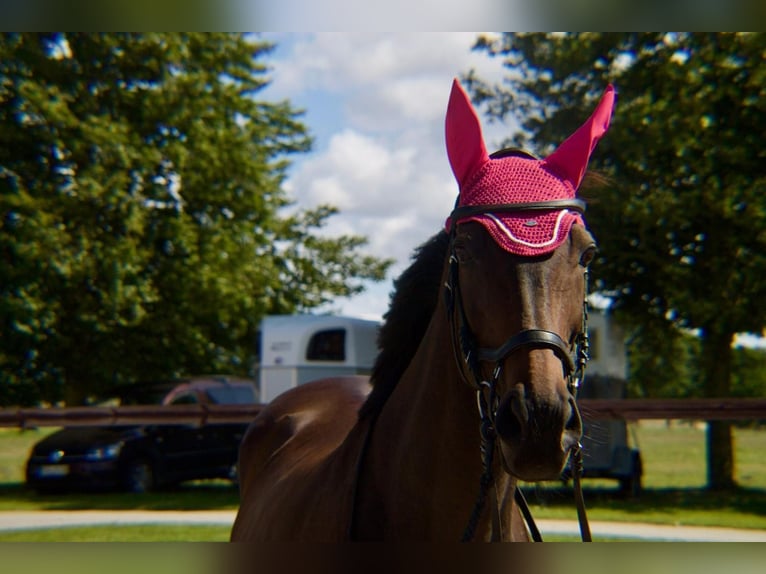 Thoroughbred Mare 15 years 16 hh Bay-Dark in Dreschvitz