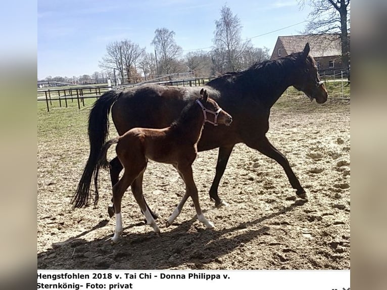 Thoroughbred Mare 15 years 16 hh Bay-Dark in Dreschvitz