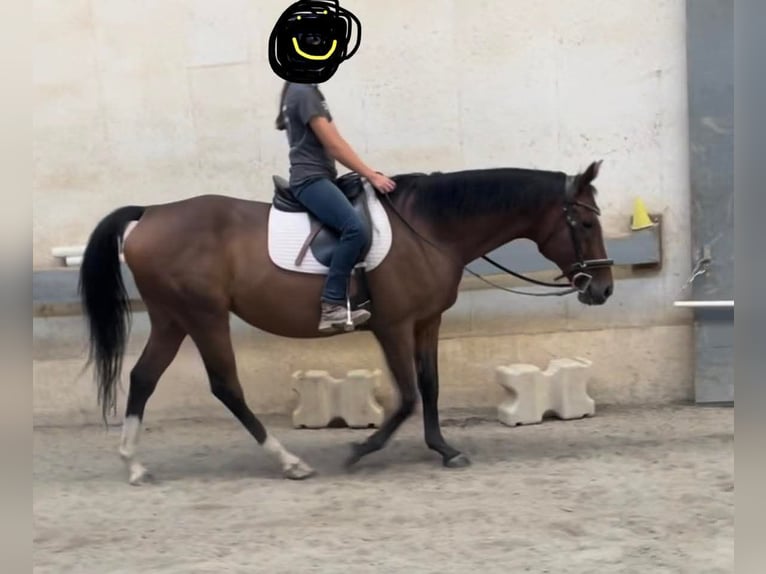 Thoroughbred Mare 15 years 16 hh Bay in Bangor