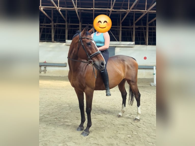 Thoroughbred Mare 15 years 16 hh Bay in Bangor