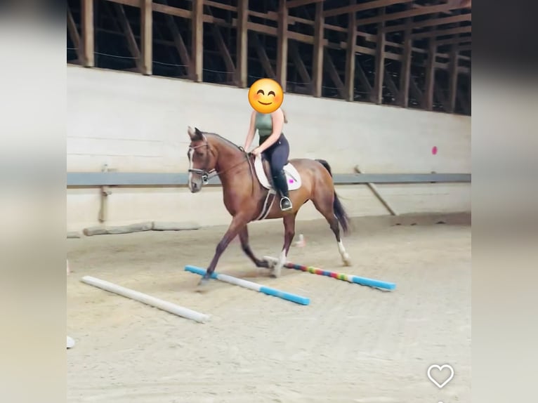 Thoroughbred Mare 15 years 16 hh Bay in Bangor