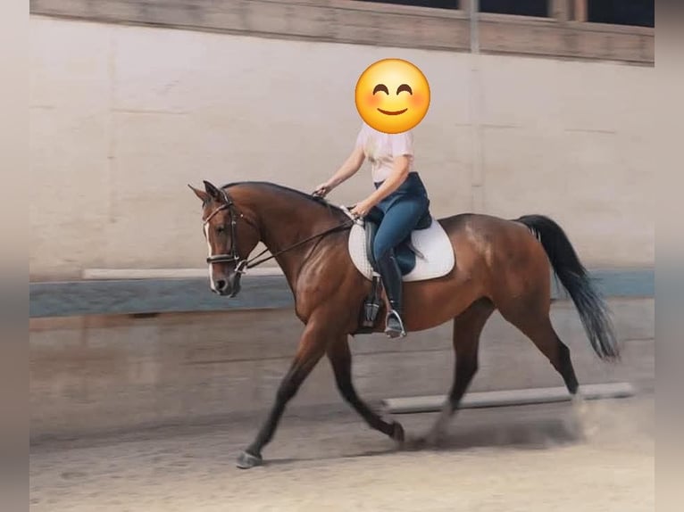 Thoroughbred Mare 15 years 16 hh Bay in Bangor