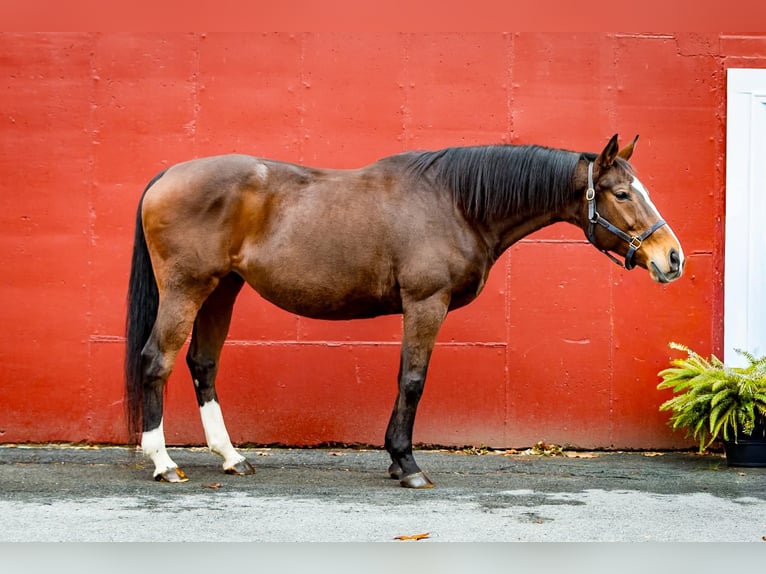 Thoroughbred Mare 15 years 16 hh Bay in Bangor