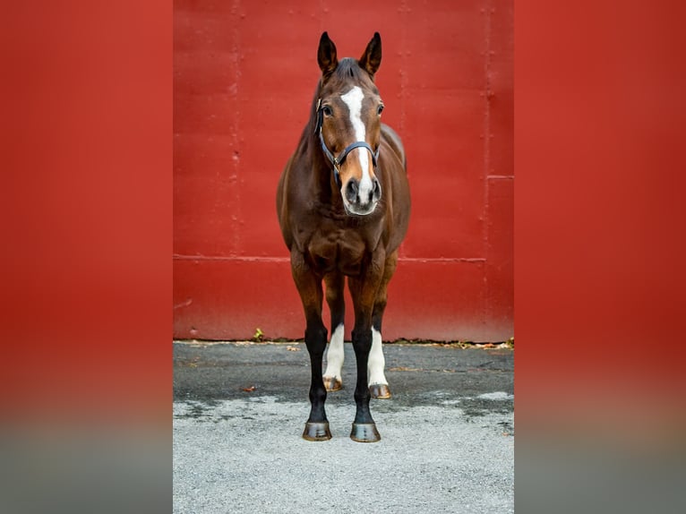 Thoroughbred Mare 15 years 16 hh Bay in Bangor