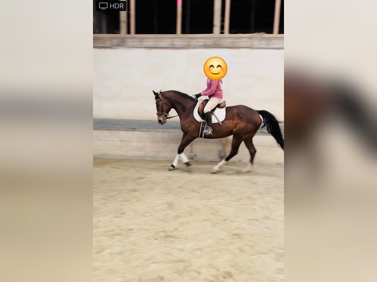 Thoroughbred Mare 15 years 16 hh Bay in Bangor