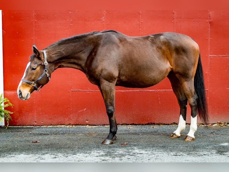 Thoroughbred Mare 15 years 16 hh Bay in Bangor