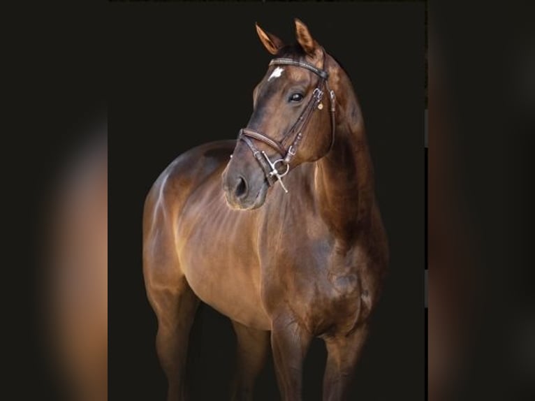 Thoroughbred Mare 15 years 16 hh Bay in Hesperia