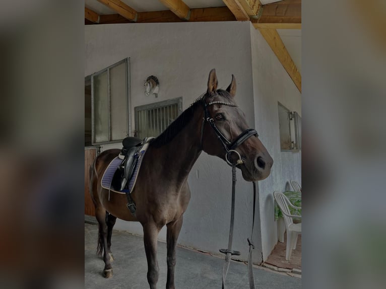 Thoroughbred Mix Mare 15 years 16 hh Brown in Freienfeld