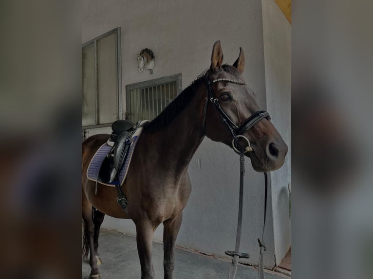 Thoroughbred Mix Mare 15 years 16 hh Brown in Freienfeld