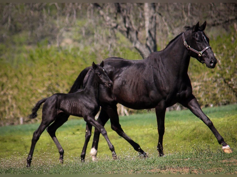 Thoroughbred Mare 15 years 16,1 hh Black in Aytos
