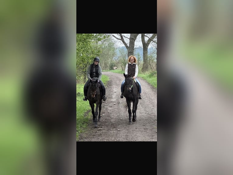 Thoroughbred Mare 15 years 16,1 hh Black in Hamburg Lemsahl-Mellingstedt