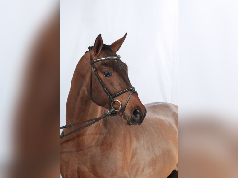 Thoroughbred Mare 15 years Brown in Aytos