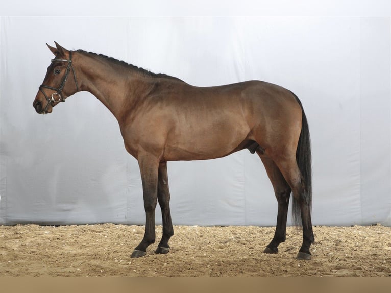 Thoroughbred Mare 15 years Brown in Aytos