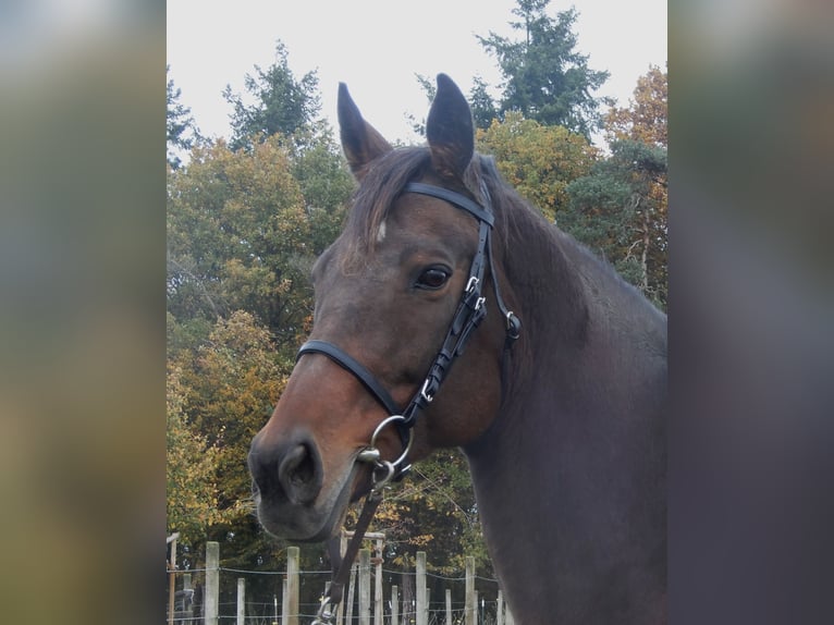 Thoroughbred Mare 15 years Brown in Lorch