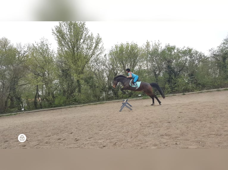 Thoroughbred Mare 16 years 14.3 hh Brown in Untersiebenbrunn