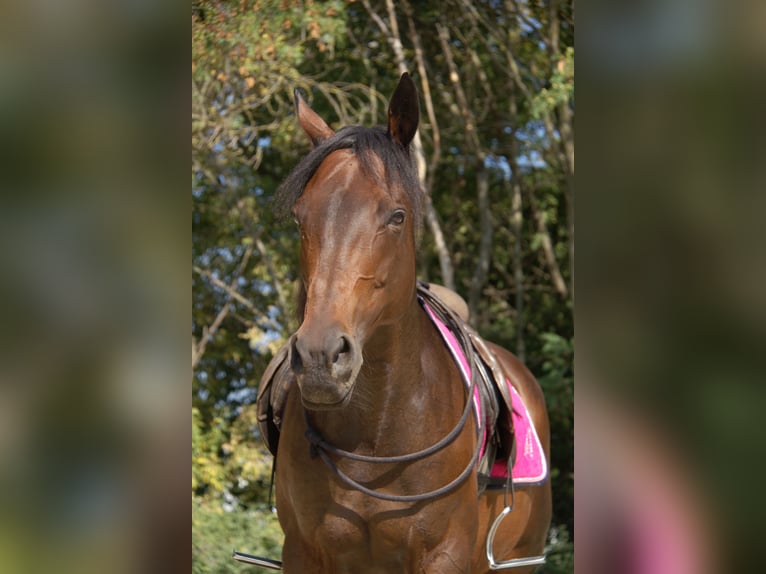 Thoroughbred Mare 16 years 14.3 hh Brown in Untersiebenbrunn