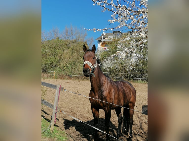Thoroughbred Mare 16 years 15,2 hh Brown in Hünfeld