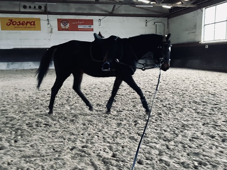 Thoroughbred Mare 16 years 15,2 hh Black in Miltenberg