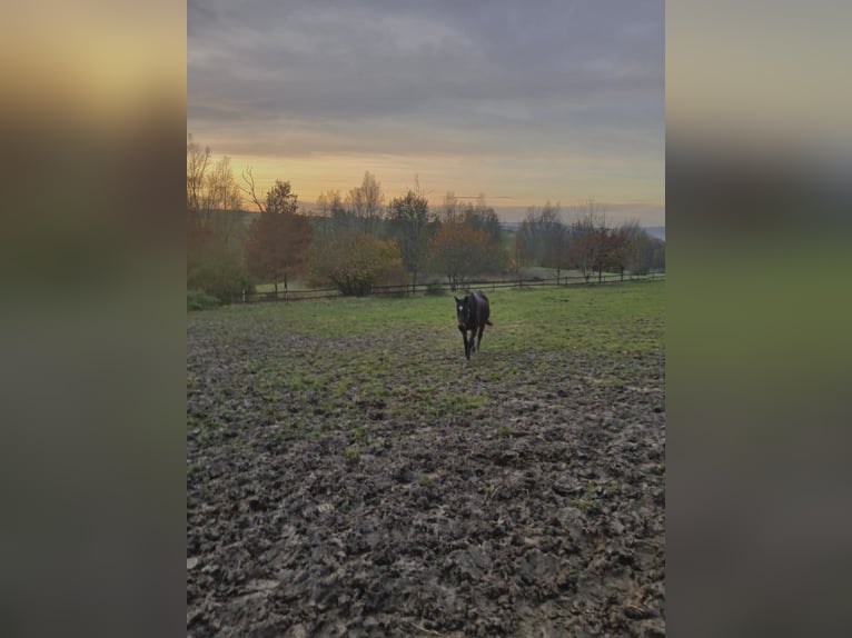 Thoroughbred Mare 16 years 15,2 hh Brown in Nieder-Hilbersheim