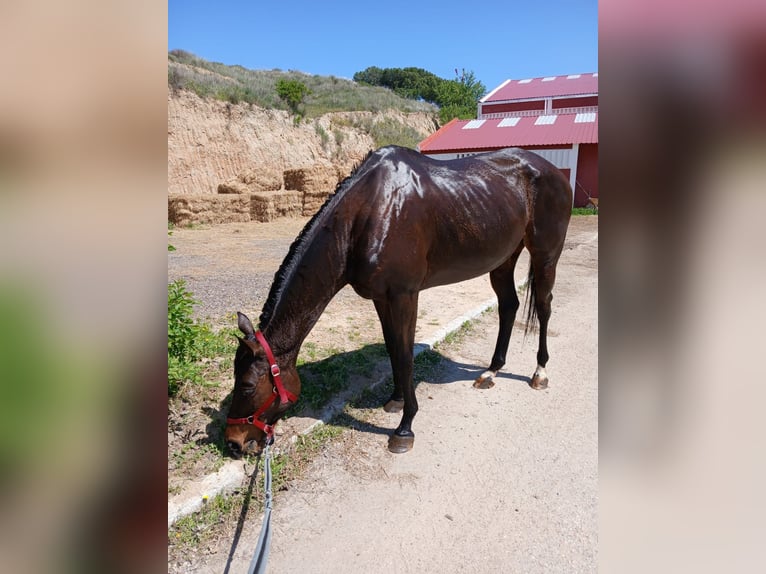 Thoroughbred Mare 16 years 16.1 hh Brown in Valladolid