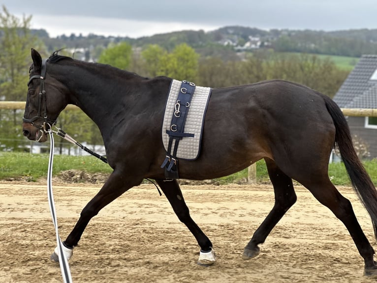 Thoroughbred Mare 16 years 16,1 hh Smoky-Black in Kürten