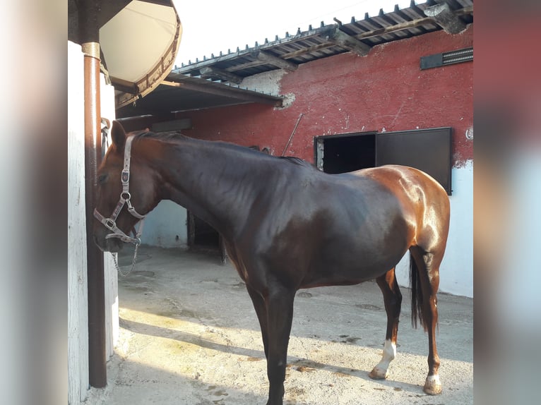 Thoroughbred Mare 16 years 16,2 hh Chestnut-Red in Pomigliano D&#39;Arco