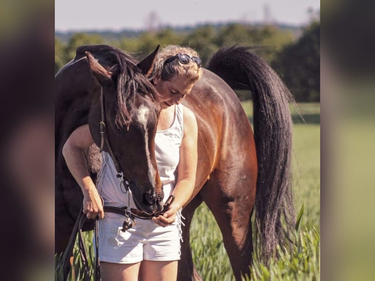 Thoroughbred Mare 16 years 16,1 hh Bay-Dark in Möhnesee