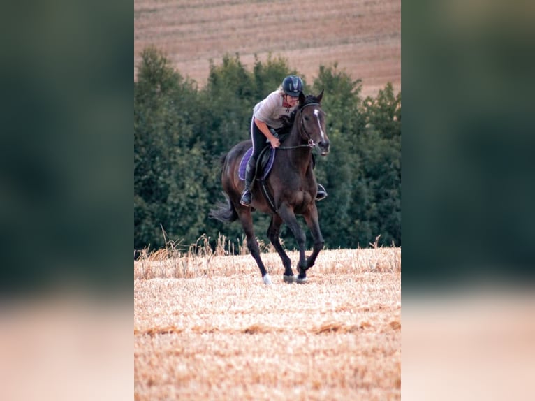 Thoroughbred Mare 16 years 16,1 hh Bay-Dark in Möhnesee