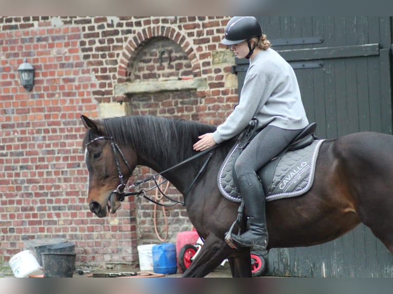 Thoroughbred Mare 16 years 16,1 hh Bay-Dark in Möhnesee